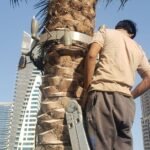 Supply of palm tree ring lights to Dubai