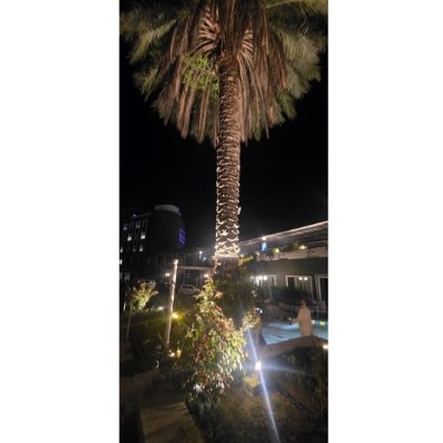 customer photo palm tree ring light dubai villa night