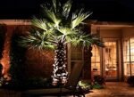 landscape lighting of palm tree by newon