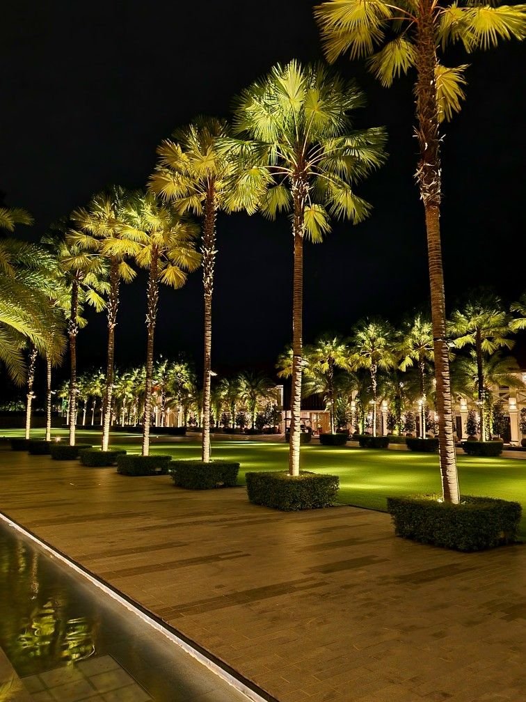 pathway decor by palm tree lights