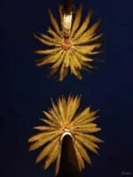 palm tree top illumination by palm tree lights