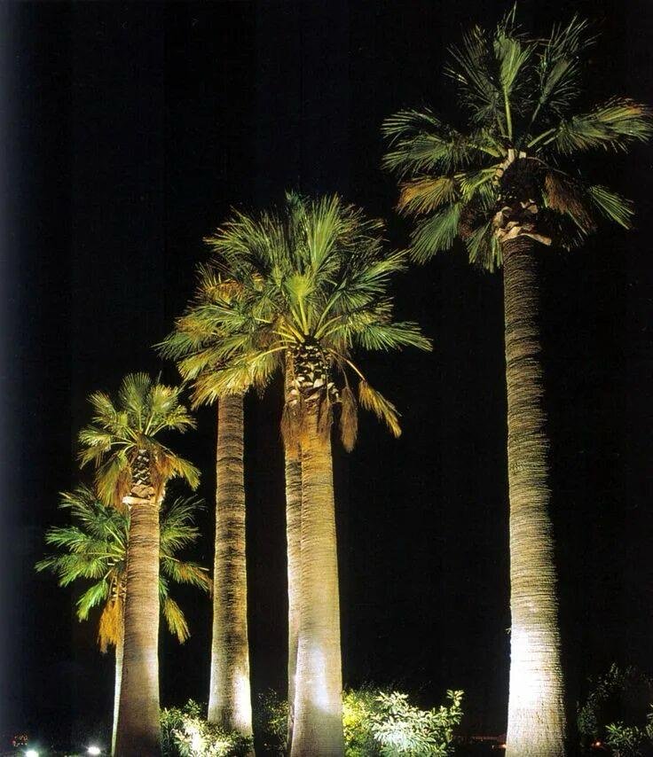 Palm Tree Ring Lights in Dubai & UAE – Ultimate Guide by Newon.ae 3 LED palm tree ring light 1