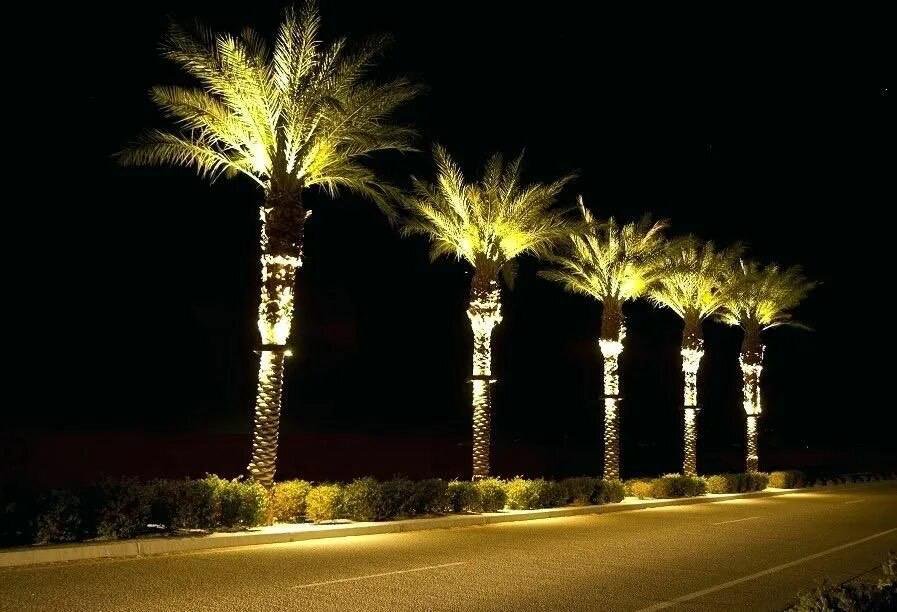 Palm Tree Ring Lights in Dubai & UAE – Ultimate Guide by Newon.ae 14 LED palm tree ring light 5
