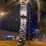 Commercial Palm Avenue Lighting in Dubai: 600mm Ring Light Case Study